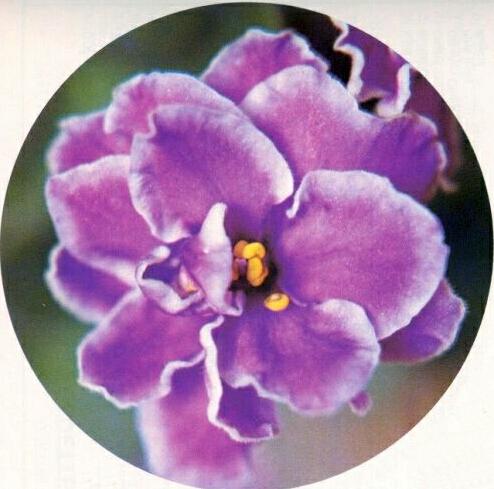 Kenfro 01/21/1981 (H. Pittman/H. Utz) Double lavender two-tone/white edge. Plain. Large (TX Hyb)