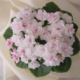 Kentucky Gooseberries (D. Rollins) Double white star/light pink blush. Medium green, serrated. Semiminiature (DAVS 1602)