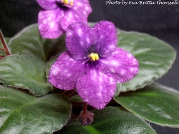 Kimono – African Violet Society of America