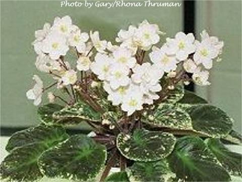 Kiss Me Love 05/23/1997 (Ramirez/Domiano) Semidouble blush white large star. Variegated green, pink and white, ovate. Large (DAVS 1491)