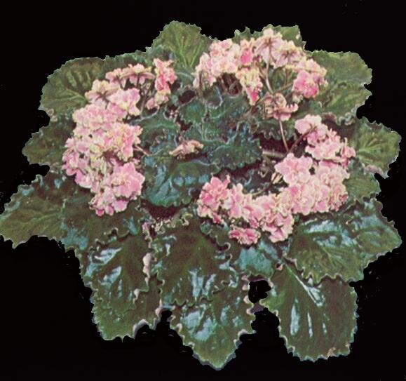 Kyoto (E. Fisher) Double pink and green frilled star. Medium green. Standard (CA 166, 1979)