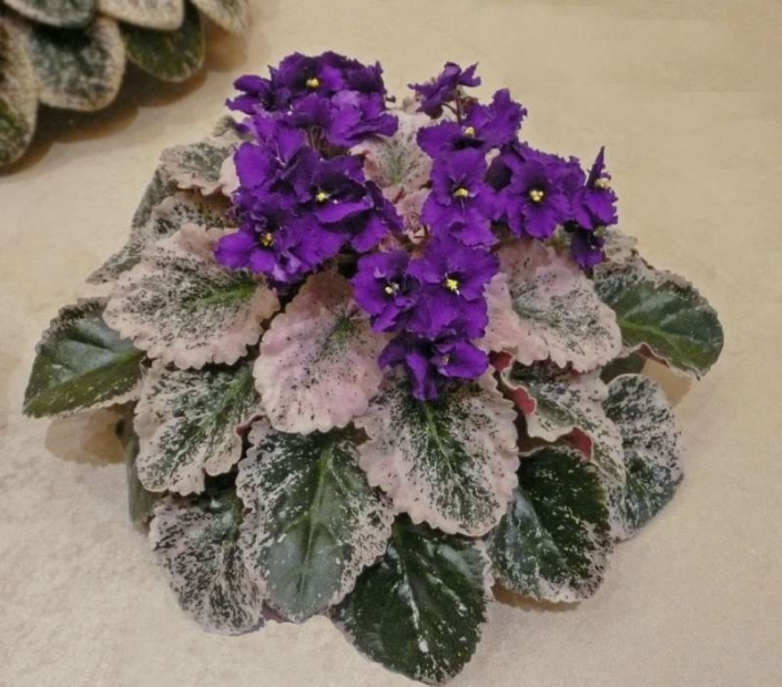 Lady Baltimore 03/18/1981 (I. Fredette) Semidouble blue. Variegated. Large