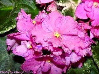 Lady Hawk (J. Gehr) Semidouble hot pink pansy/dark purple markings. Variegated dark green, plain. Standard
