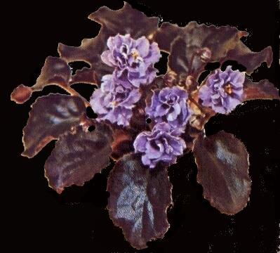 Lady Wilson 06/26/1964 (F. Tinari) Double lavender-blue/white edge. Dark green, longifolia. Large