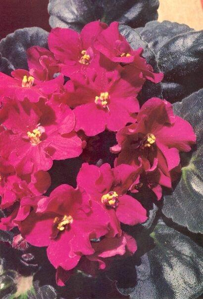 Lady of Spain 08/09/1982 (Eyerdom) Double dark cerise-red. Glossy girl foliage. Standard