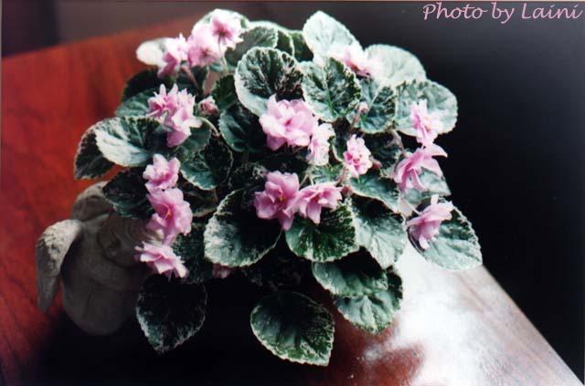 Laini 08/10/1998 (F. Pilon) Double pink large/white-marked lower petals. Variegated medium green, white and pink, heart-shaped, quilted, serrated. Standard trailer (CA)