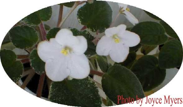 Lakeshore Silver 07/20/1995 (J. Brownlie) Semidouble pink two-tone sticktite pansy. Variegated green and white, plain, pointed, serrated. Semiminiature (CA)