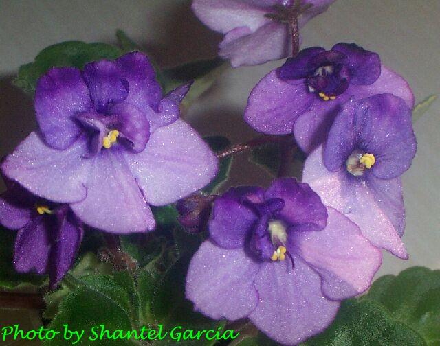 Lasswell's Girl Friday 09/14/1970 (Mrs. J. Lasswell) Double lavender/dark purple tips. Girl foliage. Standard