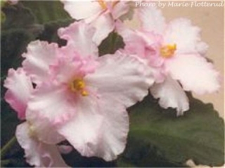 Laughter Lane 01/27/1984 (H. Pittman) Double white and pink/pink edge. Medium green, plain. Standard (DAVS 766, TX Hyb)