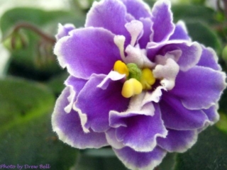 Lavender Fluff 04/07/1973 (F. Tinari) Double lavender/purple ruffled edge. Ovate. Large