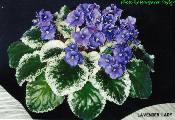 Lavender Lady (M. Taylor) Single lavender-blue frilled pansy. Variegated medium green and cream. Large (ANZ 568, 2004)