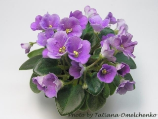 Lavender Rage 03/08/1996 (H. Pittman) Double lavender. Dark green, plain. Semiminiature (TX Hyb)