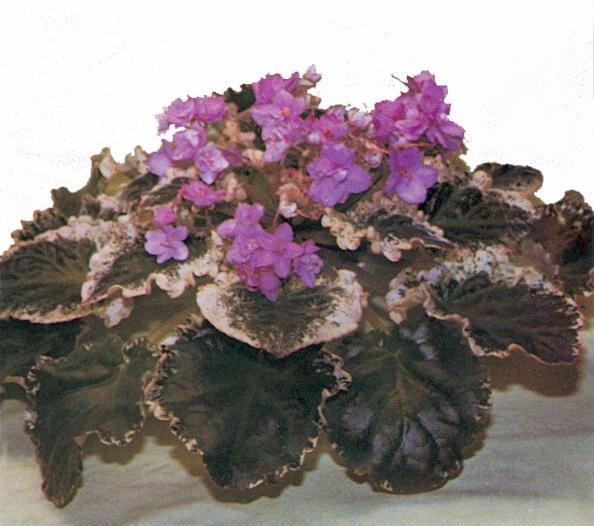 Leatrice 09/15/1980 (B. Sisk) Double pink two-tone. Variegated, ruffled. Large (DAVS 468)
