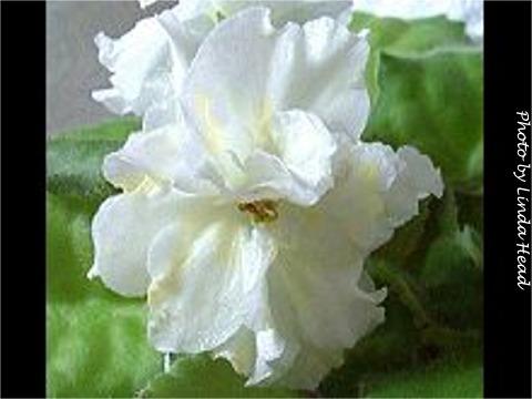 Lemon Cream 07/28/1995 (S. Sorano) Semidouble white frilled star/yellow mottling. Medium green, quilted, wavy. Standard