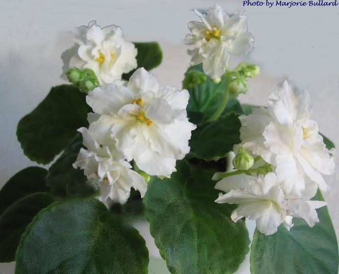 Lemon Kisses (S. Sorano) Semidouble-double white large star/variable yellow veins, blush. Medium green, ovate. Standard