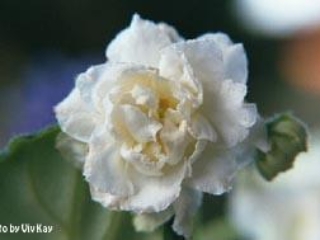 Lemon Whip 10/08/1993 (S. Sorano) Semidouble white frilled star/yellow mottling. Medium green, wavy, serrated. Standard