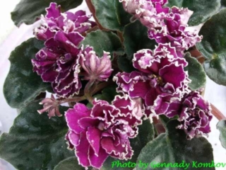 Leshii [Goblin] 01/27/2006 (B. Makuni) Double purple-red star/white frilled edge. Dark green/red back. Standard (Russ/Ukr)