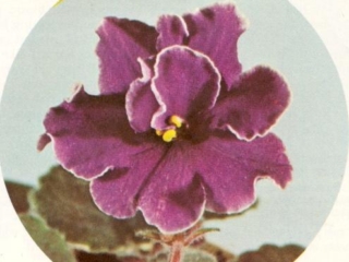 Like Wow 08/19/1972 (L. Lyon) Single-semidouble royal purple star/some white edge. Plain. Standard