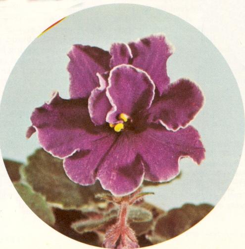 Like Wow 08/19/1972 (L. Lyon) Single-semidouble royal purple star/some white edge. Plain. Standard