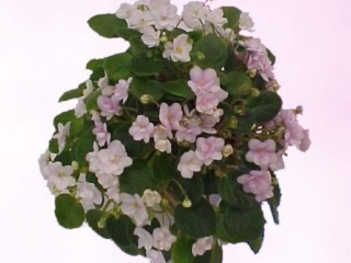 Lil Runaround 10/08/1993 (S. Sorano) Double white and pink pansy. Medium green, plain. Semiminiature trailer