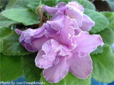 Lilac Lou 10/21/1978 (C. Reed) Double lavender/purple splashes, white edge. Plain, pointed. Large (DAVS 340)