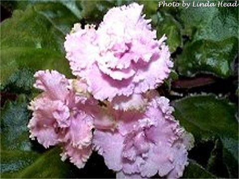 Lilian in Lace (E. Champion) Double pink frilled. Mosaic variegated medium green and white, ruffled. Standard