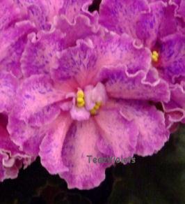 Linda Bee (B. Foster) Semidouble dark pink/purple fantasy, fuchsia wavy edge. Medium green, quilted, serrated. Standard (TX Hyb)