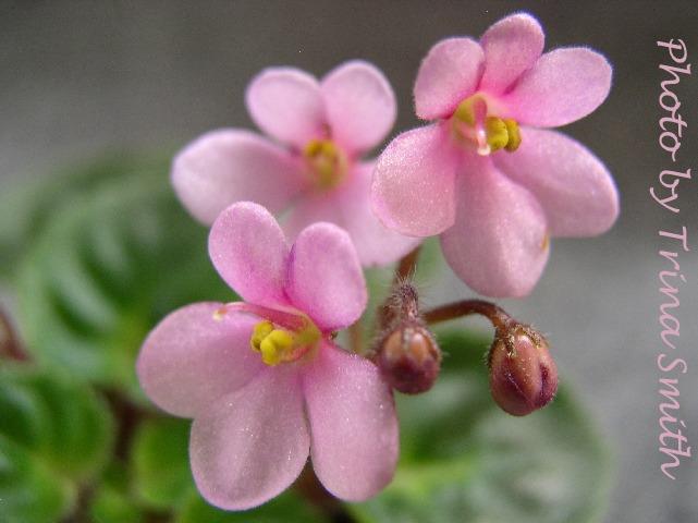 Little Bo Peep (Storytella) Single light pink. Girl foliage. Miniature