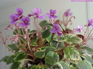 Little Cesar 06/13/2001 (P. Harris) Single orchid pansy/variable lighter tips. Variegated green and white, plain, pointed/red back. Miniature trailer (Western)