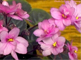 Optimara Little Cherokee Optimara Little Cherokee 02/09/1991 (Holtkamp) Semidouble-double pink/darker center. Medium green, heart-shaped, hairy, serrated. Semiminiature