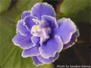 Little Jeromey (P. Tracey) Double blue star/white edge. Dark green, pebbled. Semiminiature (CA)