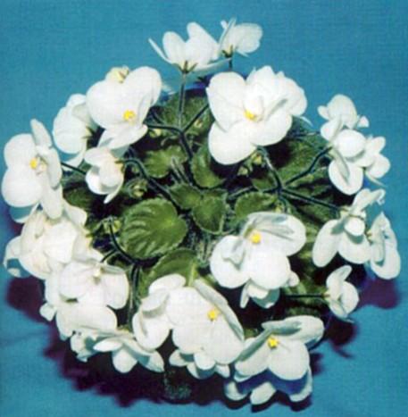 Little Katherine 05/24/1986 (A. Hart) Semidouble white pansy. Medium green, plain, pointed, heart-shaped, glossy. Semiminiature