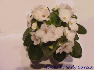 Little Prize 07/29/1996 (H. Pittman) Single white sticktite/pink eye. Medium green, plain. Semiminiature (DAVS 1497, TX Hyb)