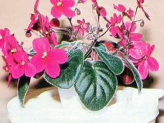 Little Red 09/20/1976 (Union County Chapter AVS/Max Maas) Single bright red. Quilted. Miniature