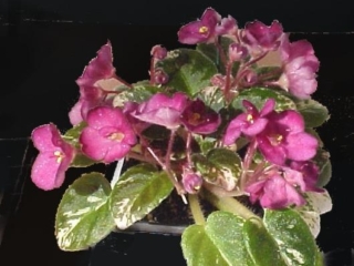 Little Redhead 11/09/1996 (S. Sorano) Semidouble light pink pansy/mauve tips, overlay. Variegated dark green and white, plain, pointed. Miniature