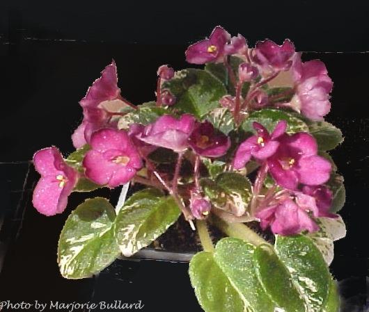 Little Redhead 11/09/1996 (S. Sorano) Semidouble light pink pansy/mauve tips, overlay. Variegated dark green and white, plain, pointed. Miniature