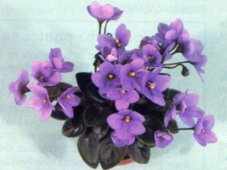 Optimara Little Sapphire Optimara Little Sapphire 05/25/1987 (Holtkamp) Single light blue two-tone. Medium green, plain. Miniature