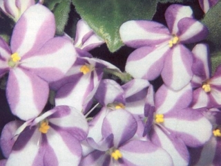 Little Seagull 06/04/1985 (E. Savage) Single chimera white/dark blue stripe. Plain, pointed. Semiminiature trailer