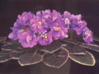 Little Stormy (L. Lyon) Double dark blue. Variegated dark green, pink and white, glossy. Semiminiature