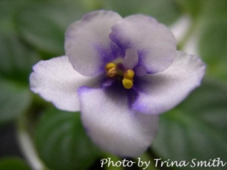 The Littlest Angel (Storytella) Single white and blue. Miniature