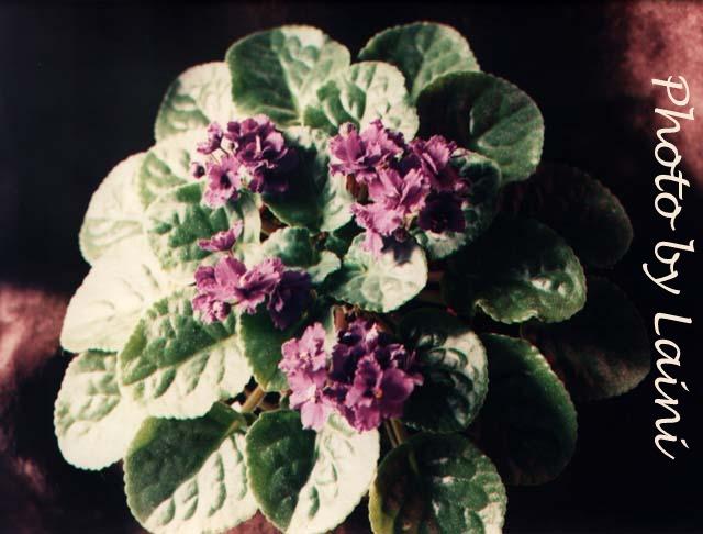 Louiman Sequo 08/10/1998 (F. Pilon) Semidouble-double blue-purple ruffled. Medium green, quilted, serrated. Standard (CA)