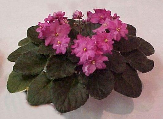 Louise Constant 08/07/1991 (Violets on the Bayou AVS/Domiano) Semidouble dark pink two-tone star/darker edge. Dark green, quilted, wavy/red back. Standard (DAVS 1336)