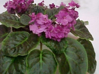 Maas&#039; Robert (Union County Chapter AVS/Max Maas) Double red frilled. Standard