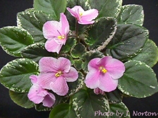 Mac&#039;s Halcyon&#039;s Horizon 08/31/1998 (G. McDonald) Semidouble chimera white pansy/pink stripe. Variegated medium green and cream, plain, quilted. Semiminiature (DAVS 1494)