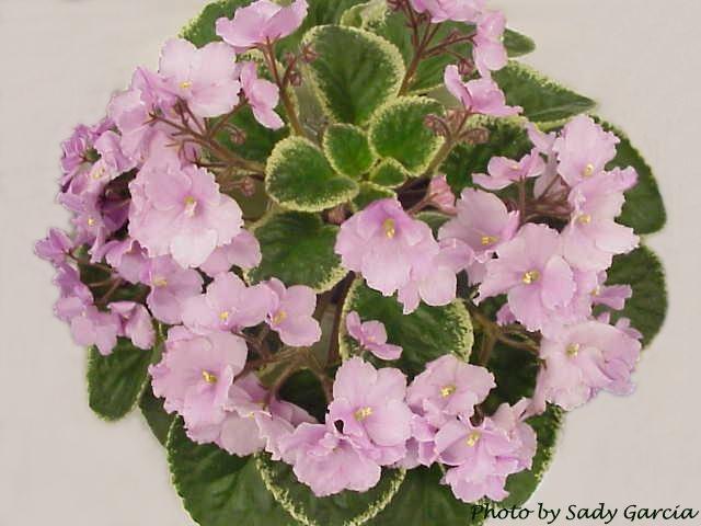 Ma's Silk Flower 05/31/2002 (O. Robinson) Semidouble light lavender-pink pansy. Variegated light-medium green and cream, plain. Standard