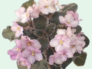 Memory Maker 03/08/1996 (H. Pittman) Semidouble rose/pink frilled edge. Variegated dark green and white, plain. Semiminiature (DAVS 1453, TX Hyb)