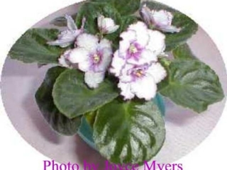 Volkmann's Merry Christmas (Volkmann) Single white/fuchsia ruffled edge. Medium green, plain. Standard (TX Hyb)