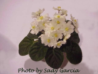 Midas Glow 08/14/2003 (H. Pittman) Semidouble white star/yellow markings. Medium green, plain, quilted. Semiminiature (DAVS 1583, TX Hyb)
