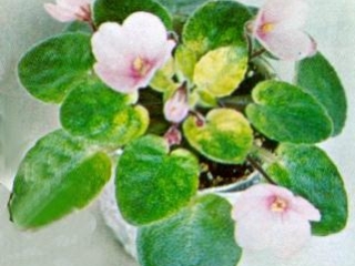 Midget Bon Bon 03/02/1972 (E. Champion) Single pink/darker center. Variegated, plain. Miniature