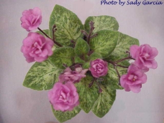 Midget Gumdrop (E. Champion) Double dark pink. Mosaic variegated dark green. Miniature